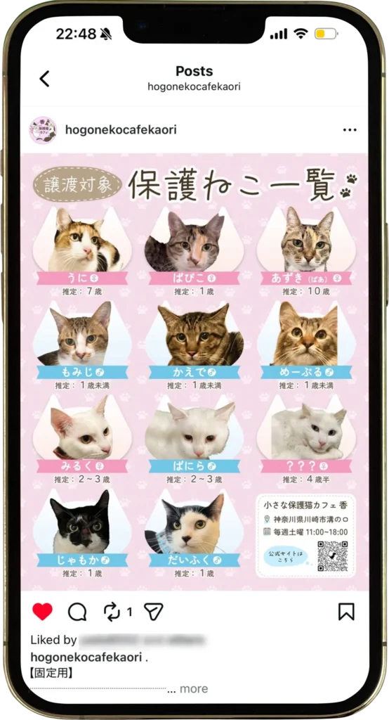 保護猫カフェ 猫一覧